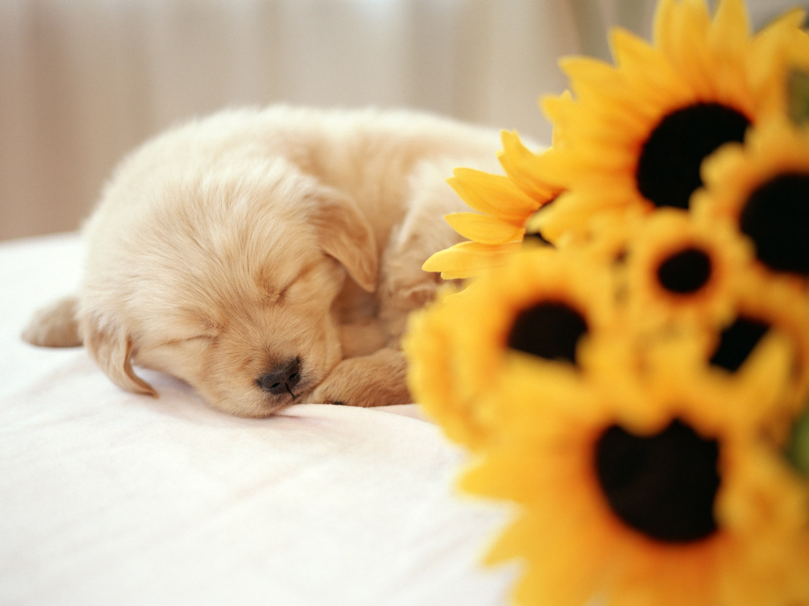 desktop pictures of puppys and dogs