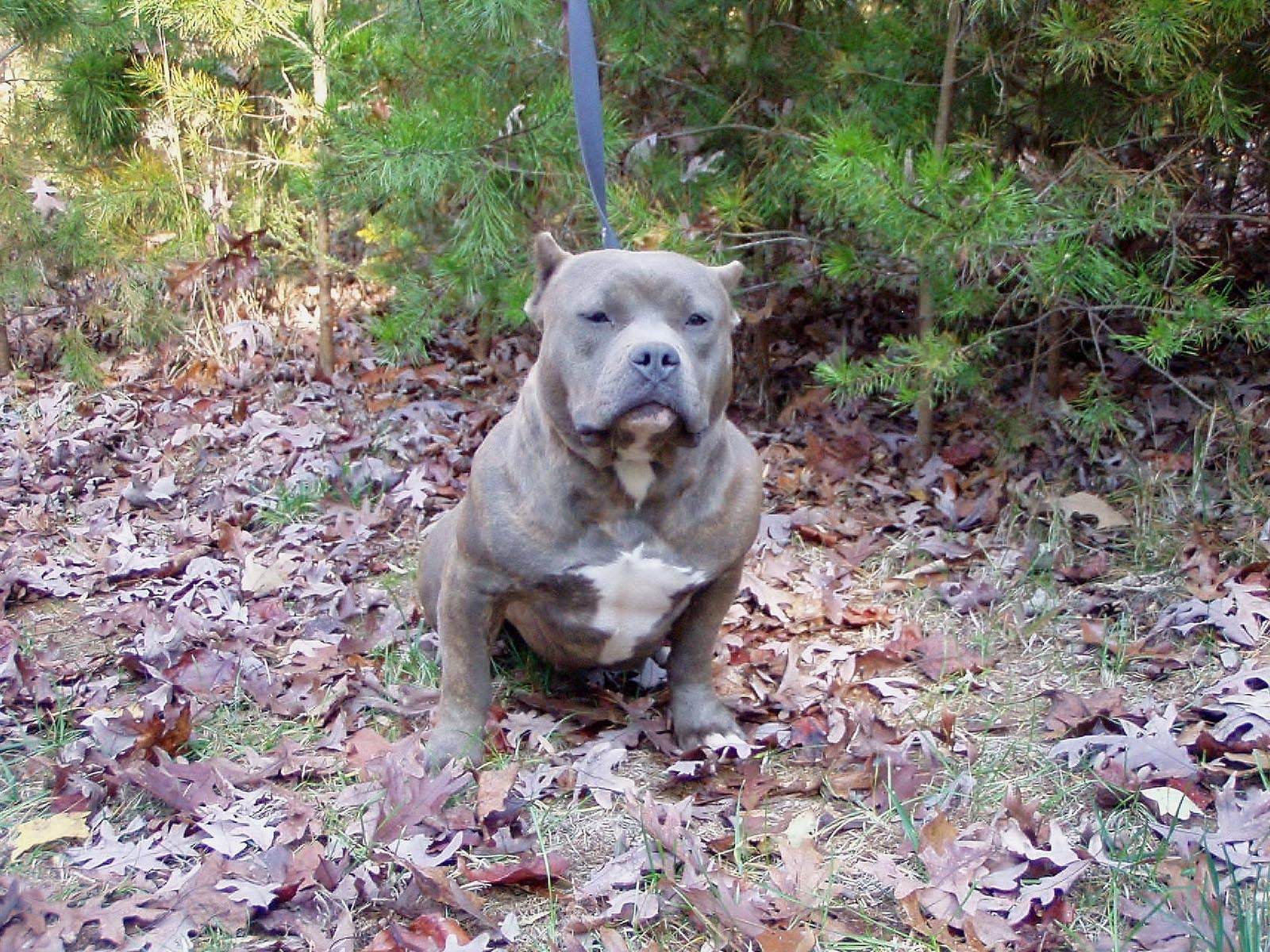 desktop pitbull dog pics photos wallpaper