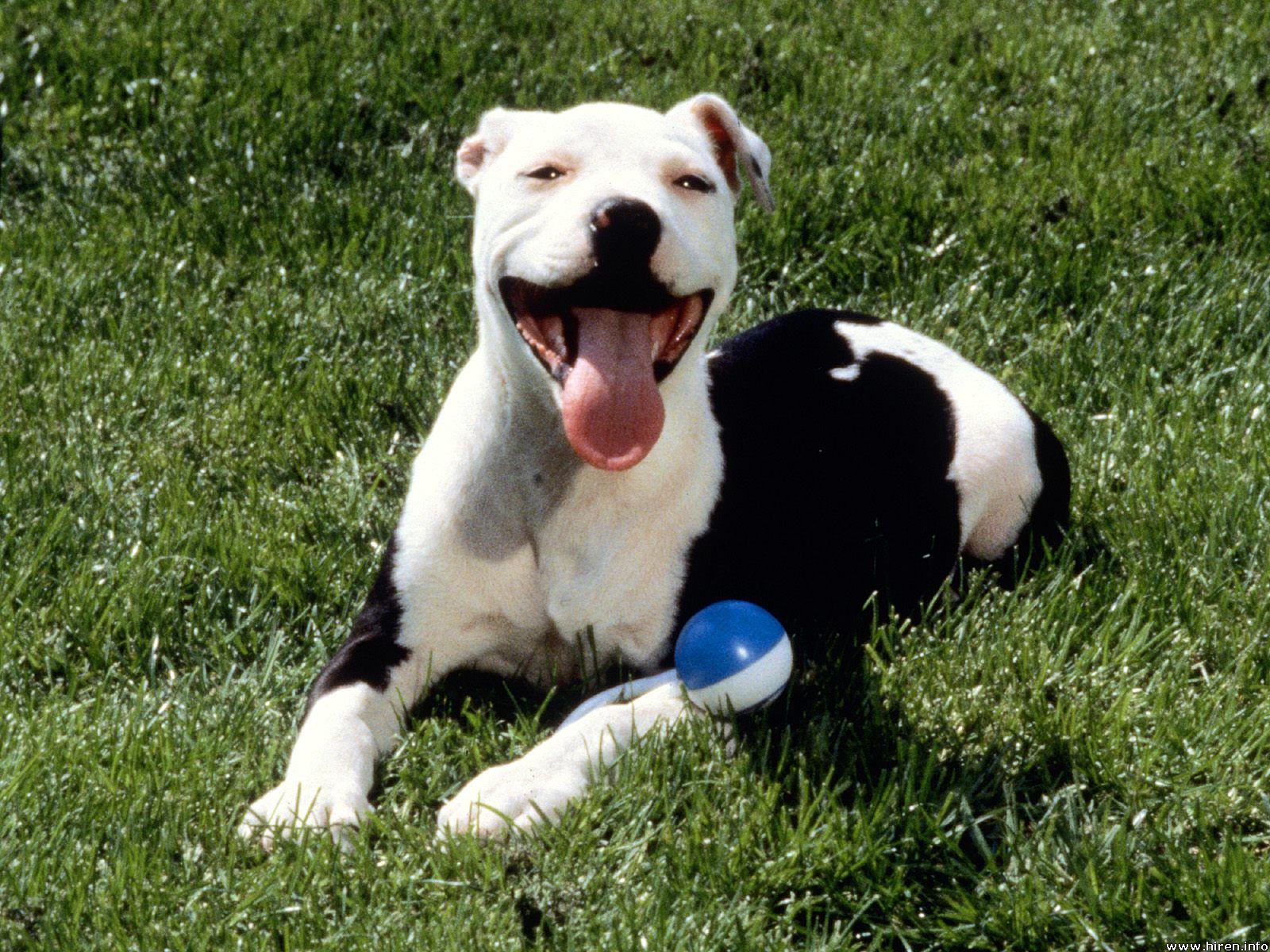 desktop pitbull dogs images wallpaper dowload