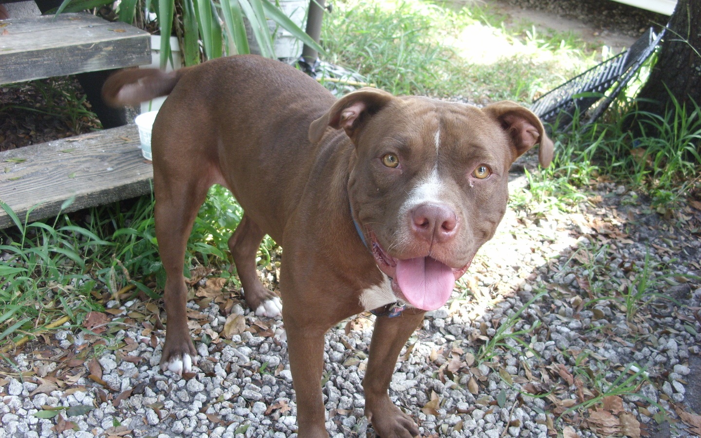 desktop pitbull images dogs dowload