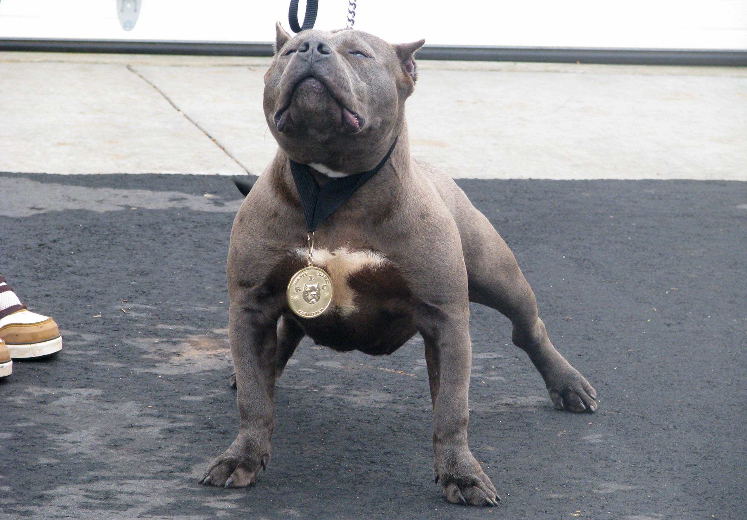 desktop pitbull puppy pics dogs wallpaper