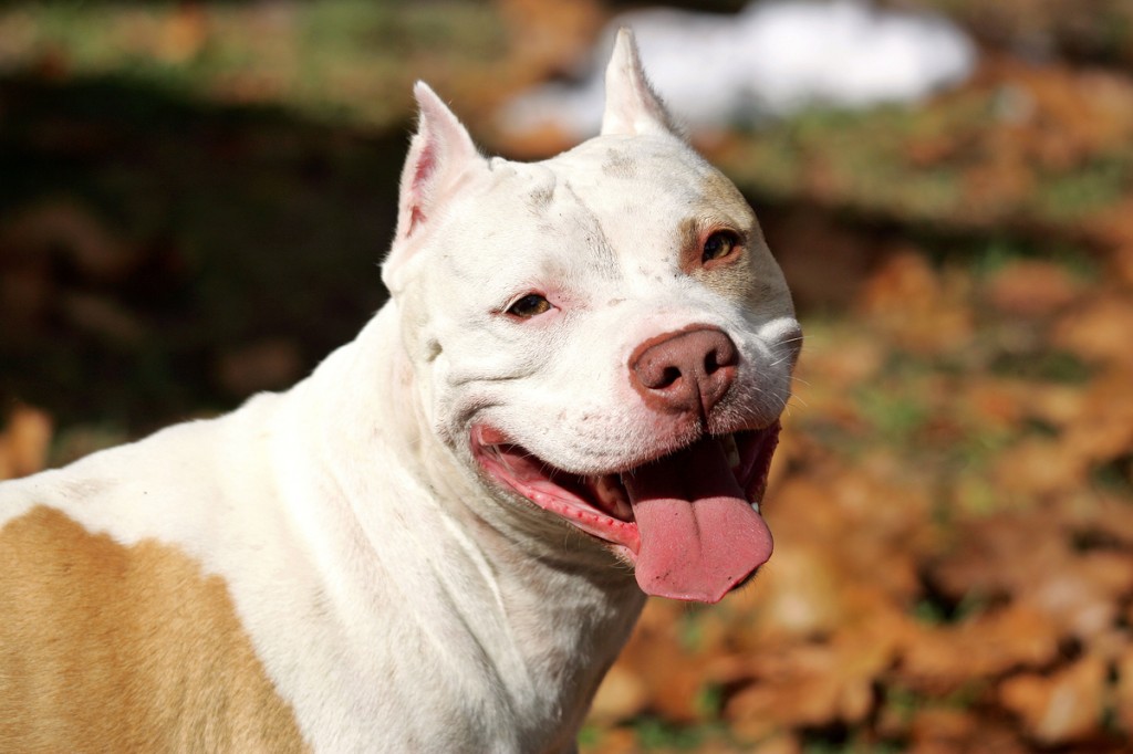 desktop pitbull puppy pics dogs