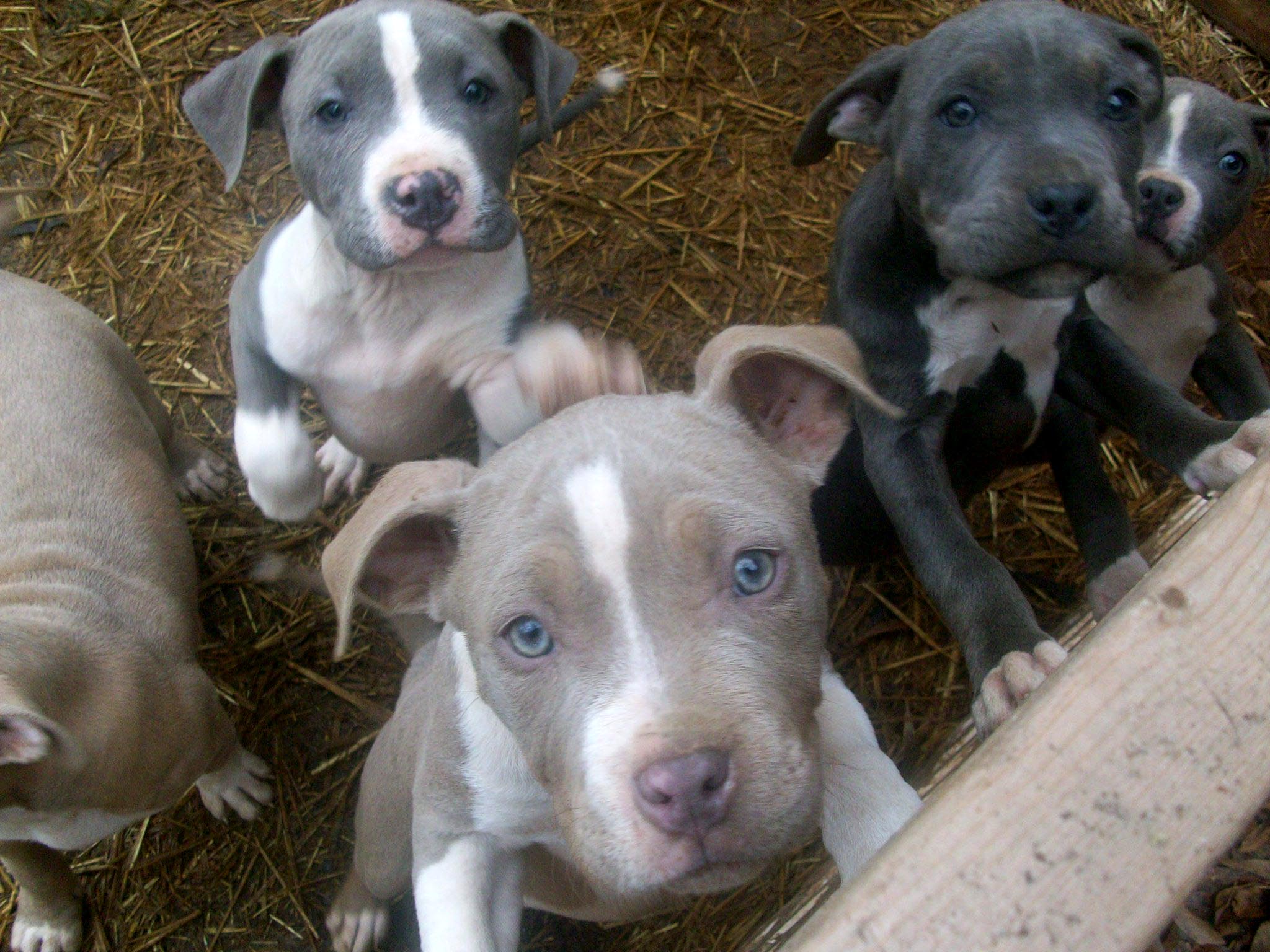 desktop pitbull puppy pictures dogs dowload