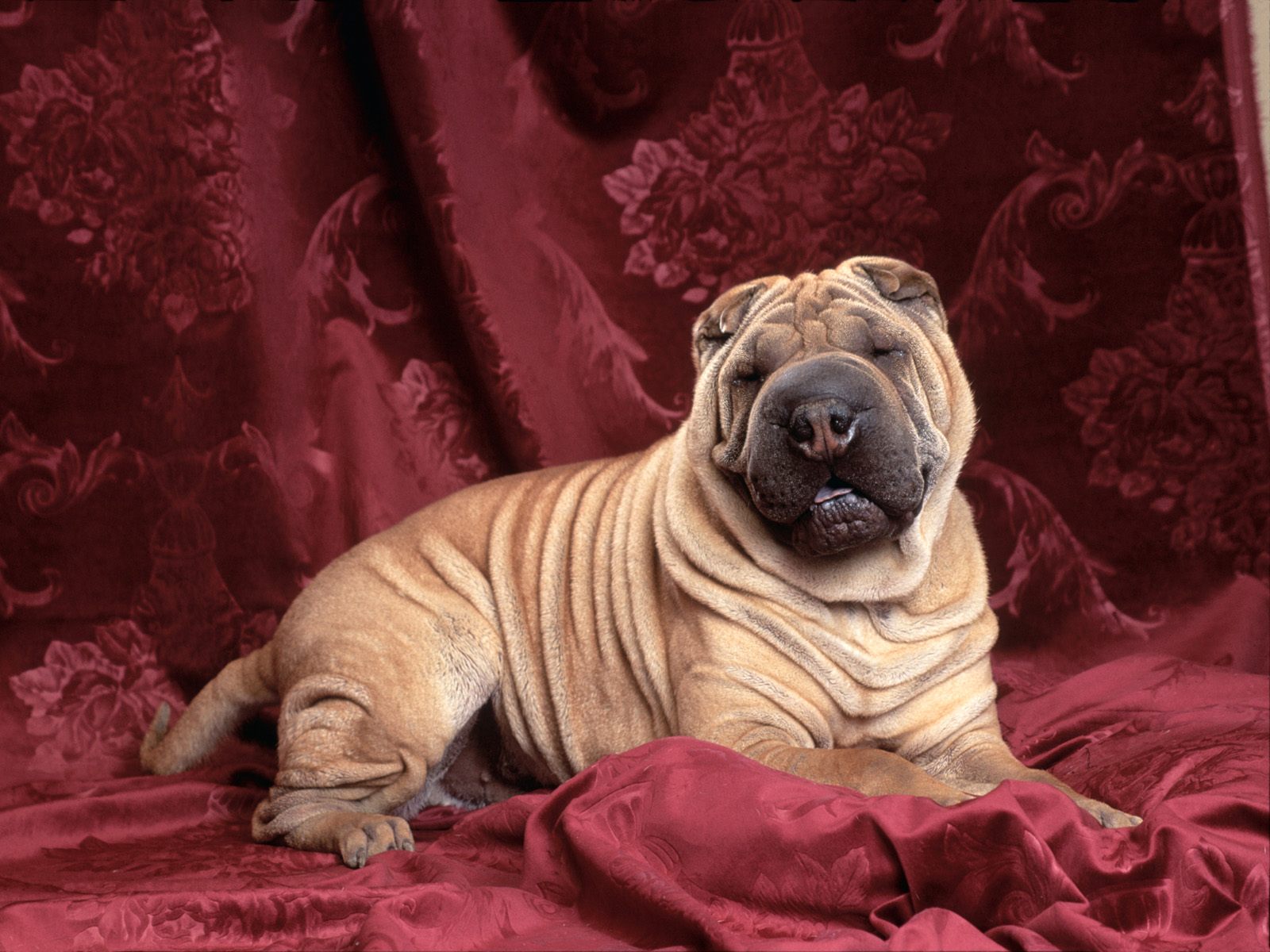desktop pretty dogs pics wallpaper