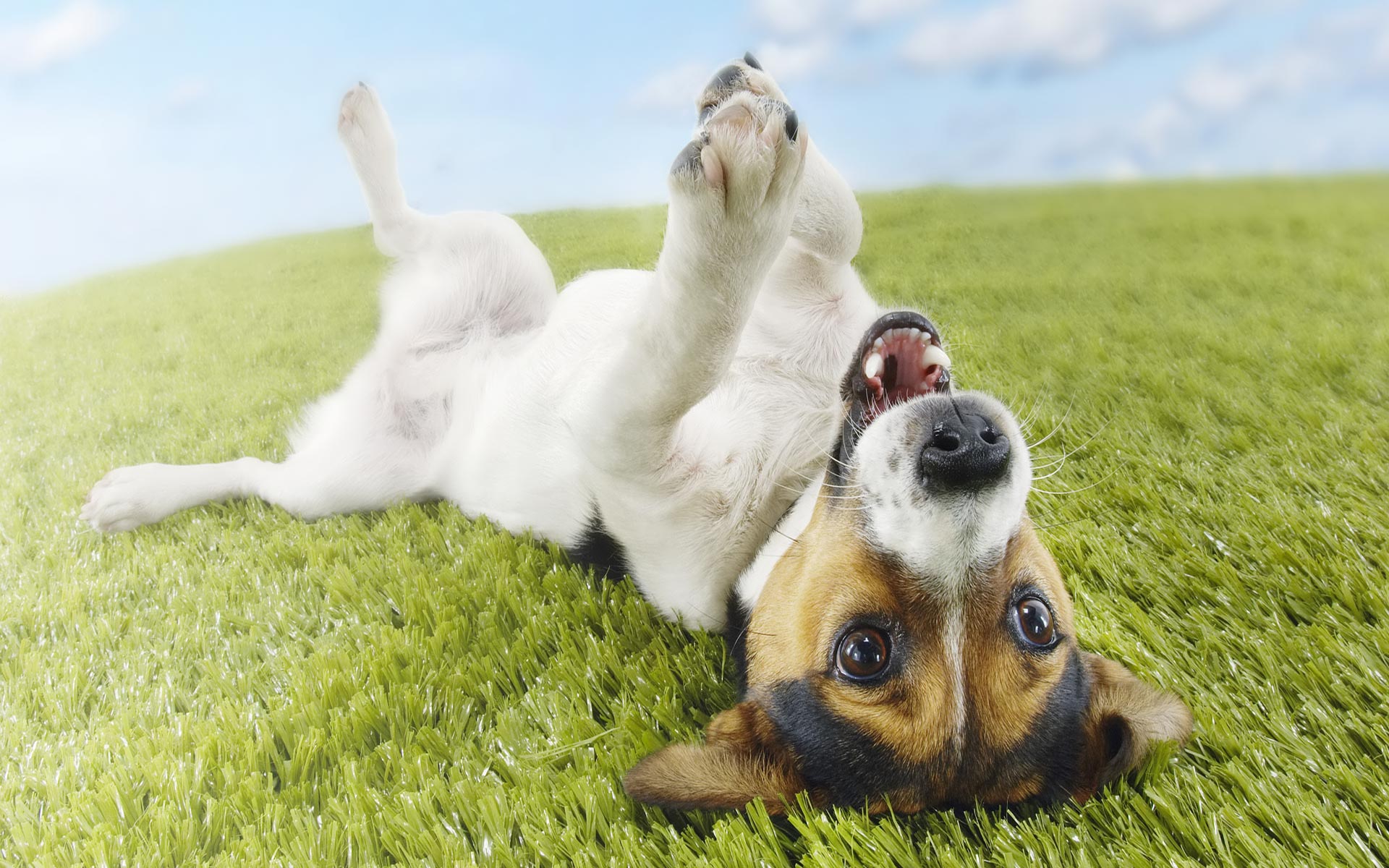 desktop puppies and dogs pics wallpaper