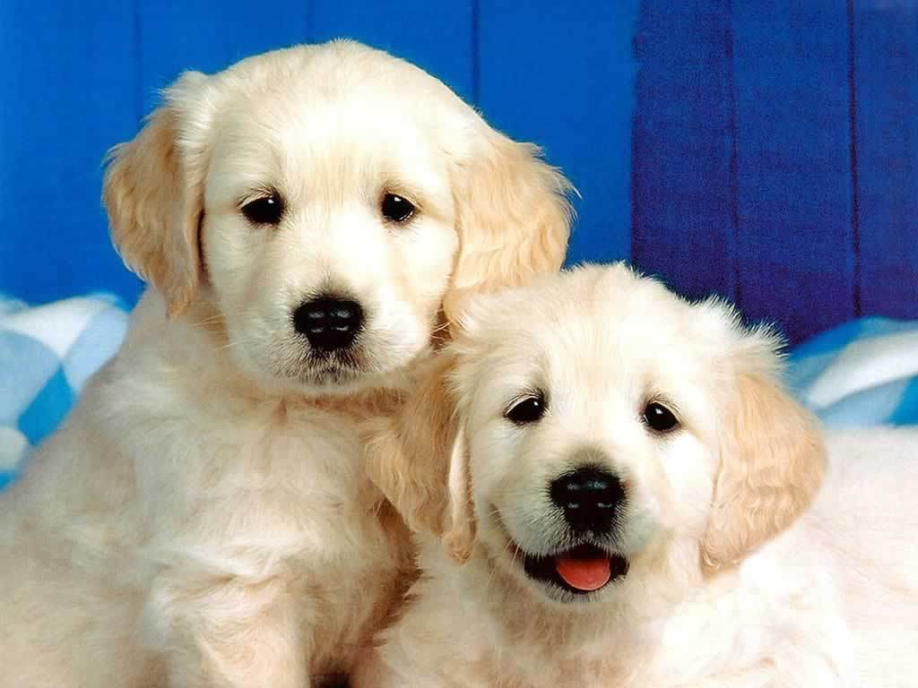 desktop puppies and dogs pics