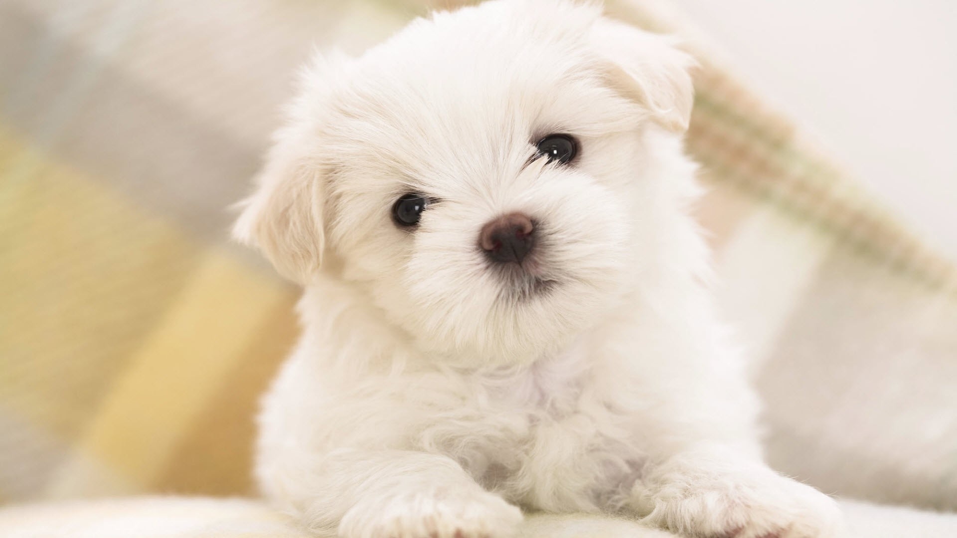 desktop puppy and dogs pics dowload