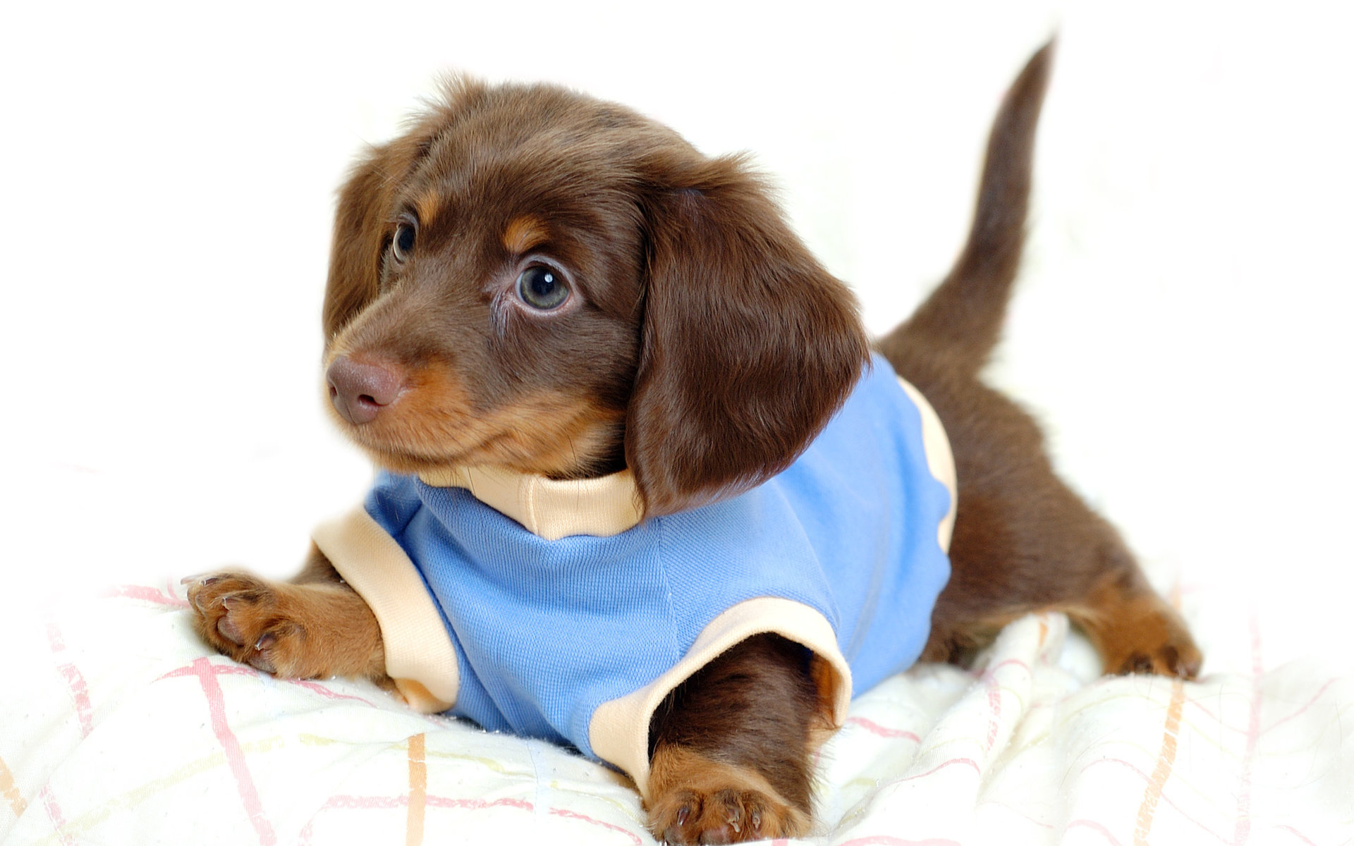 desktop puppy and dogs pics wallpaper