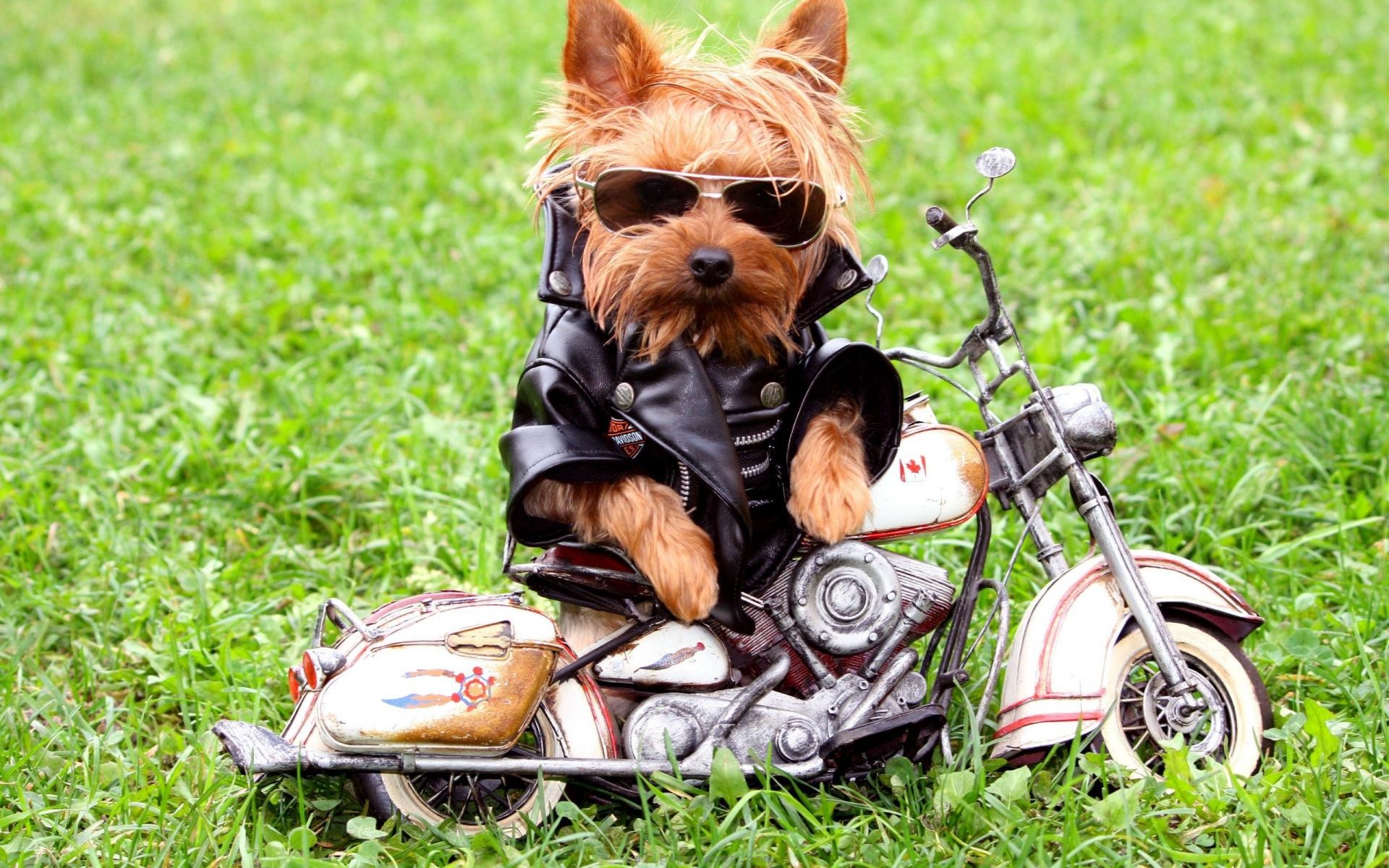 desktop puppy funny pictures dowload