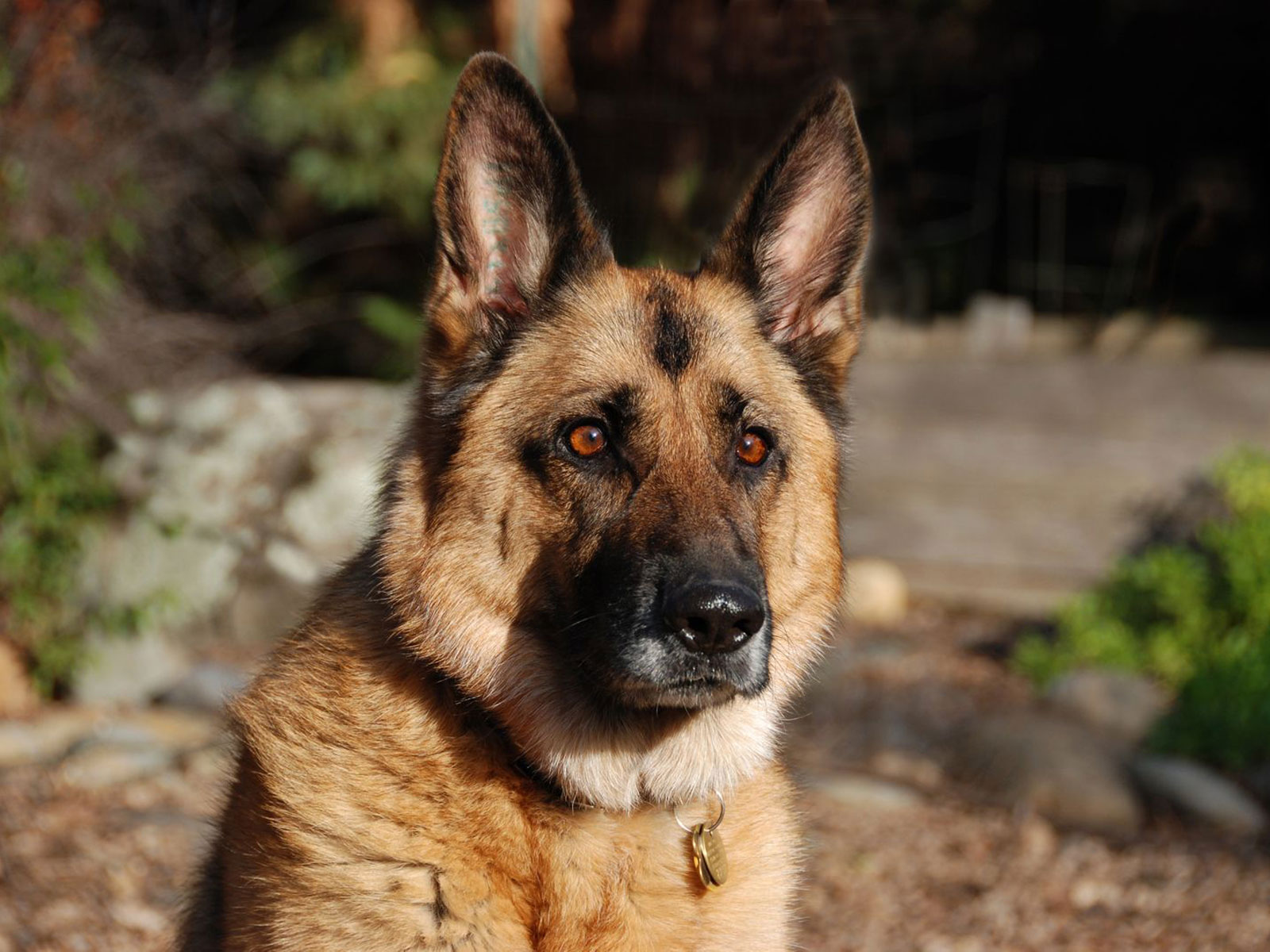 desktop puppy german shepherd pictures dowload