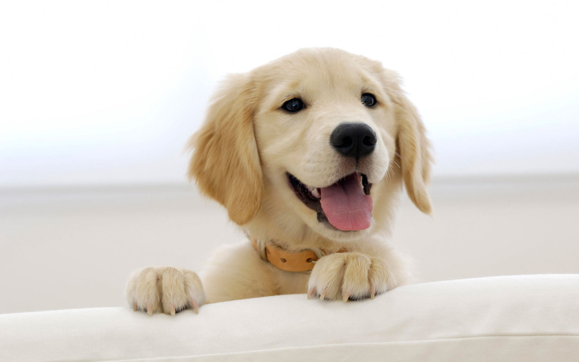 desktop puppy photos free dowload