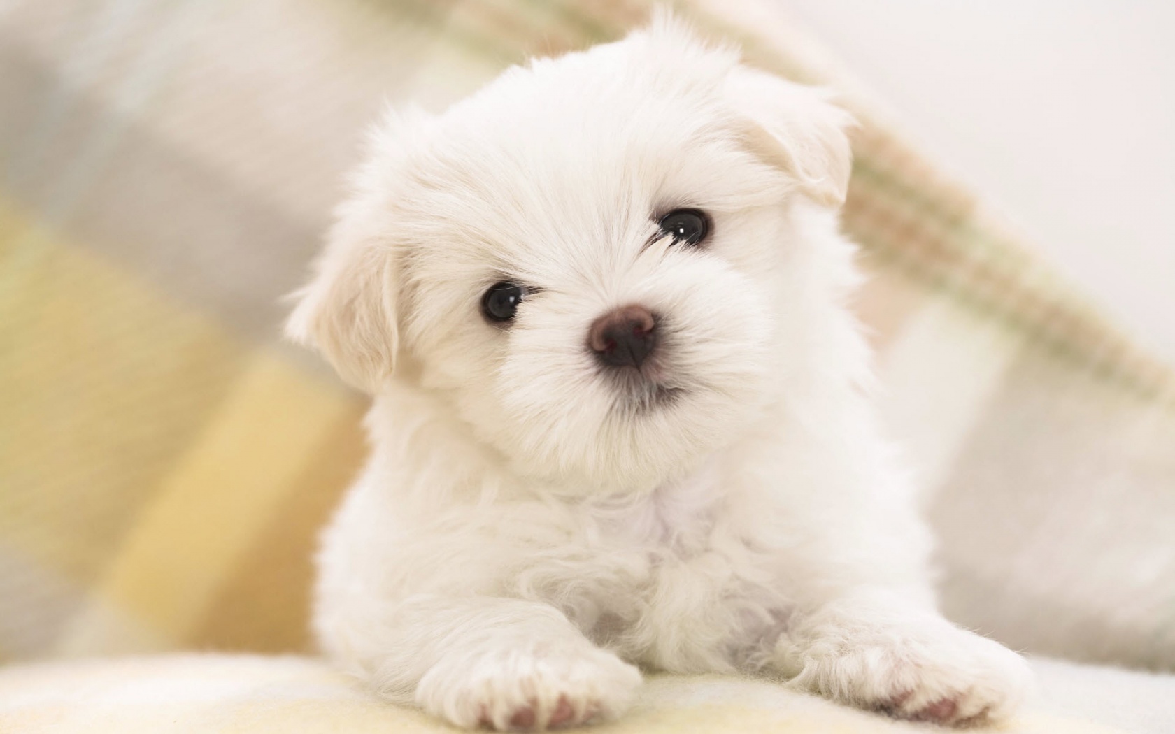 desktop puppy pictures dowload