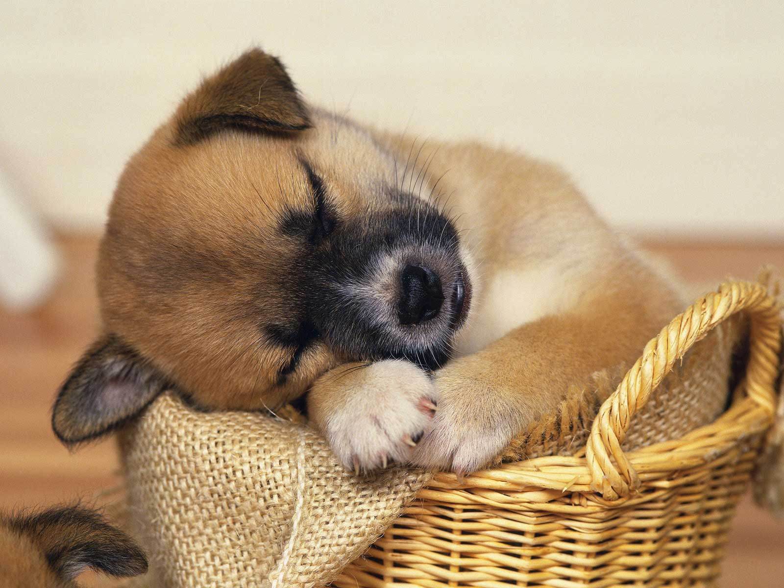 desktop puppy pictures free dowload