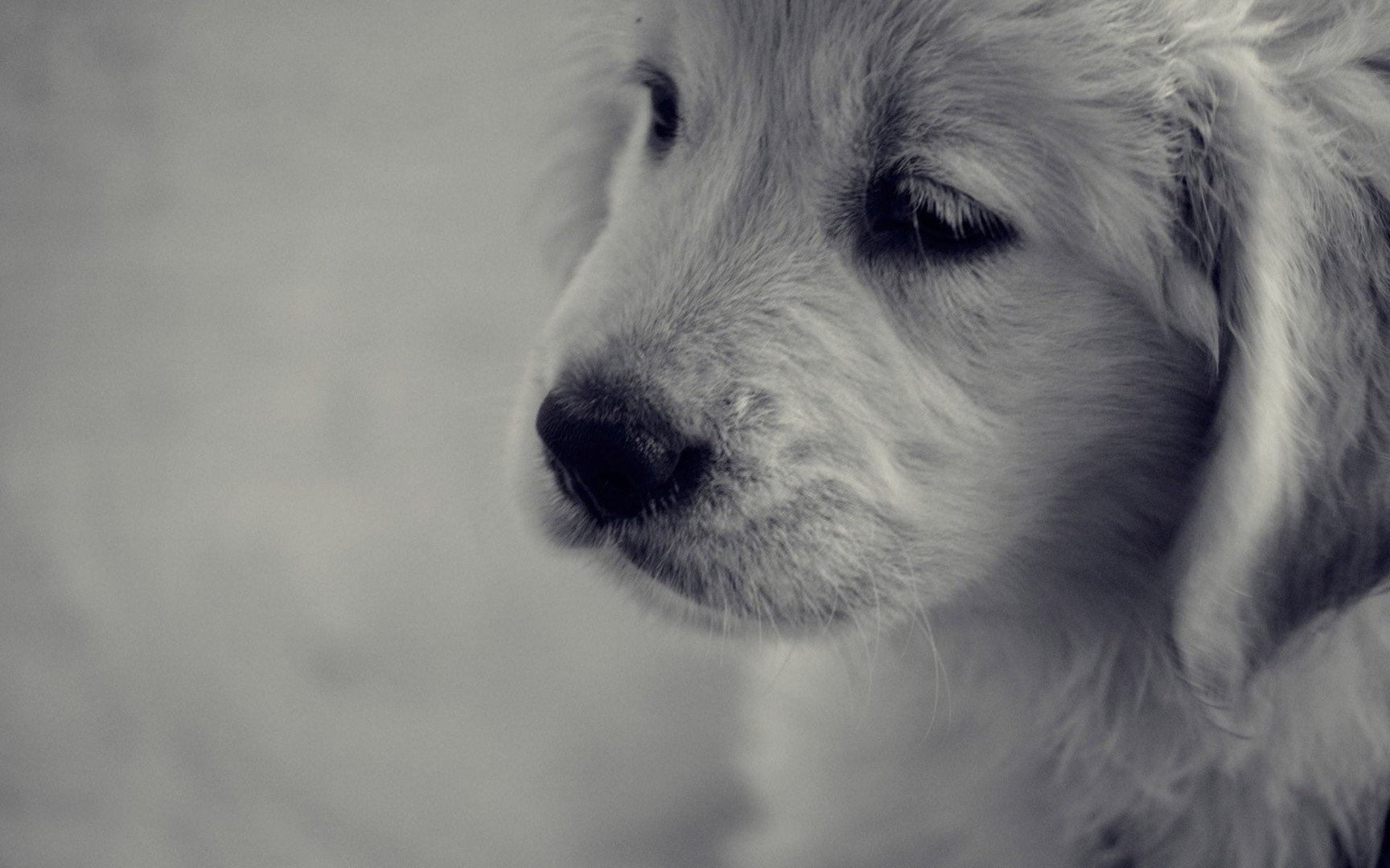desktop sad dog pics
