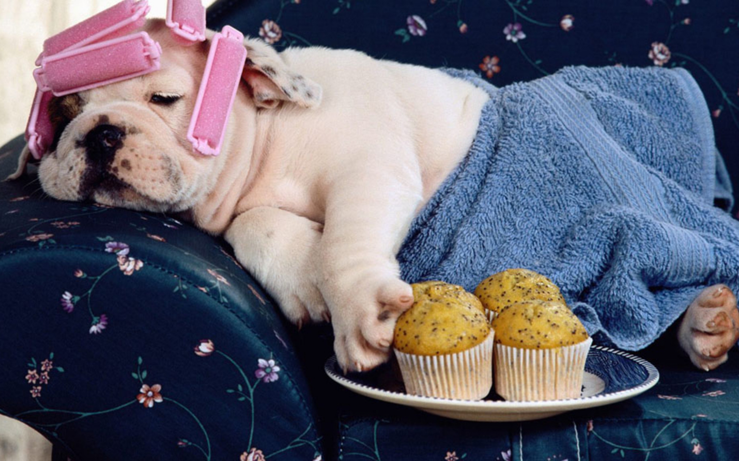 desktop search pics of dogs