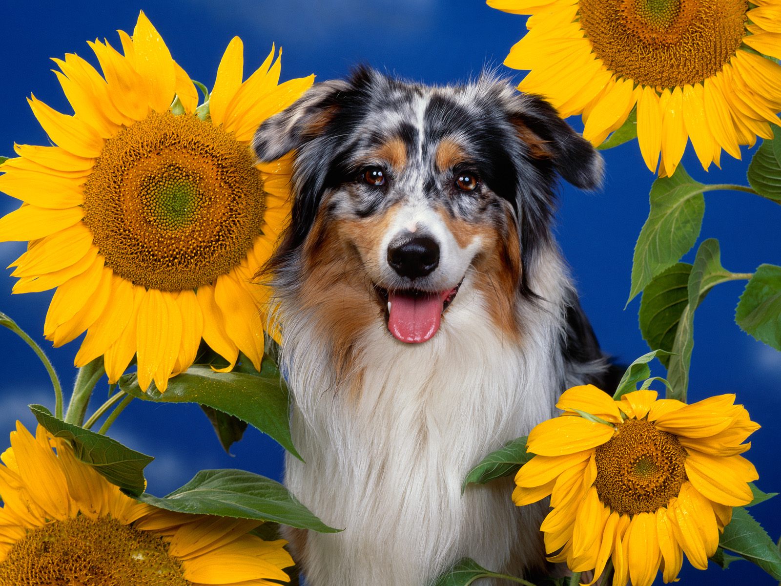 desktop shepherd dog pics