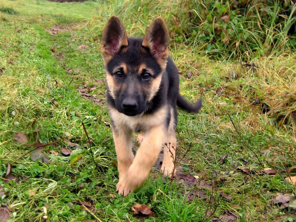 desktop shepherd dogs pics