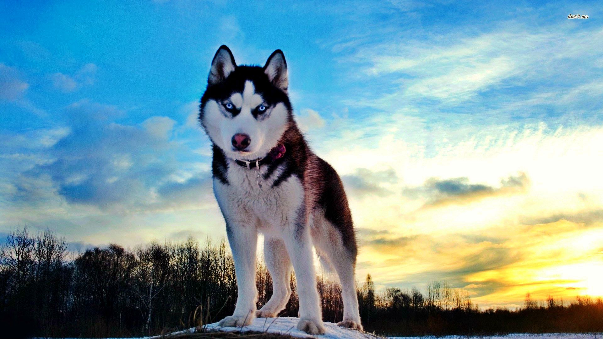 desktop siberian dog pics wallpaper