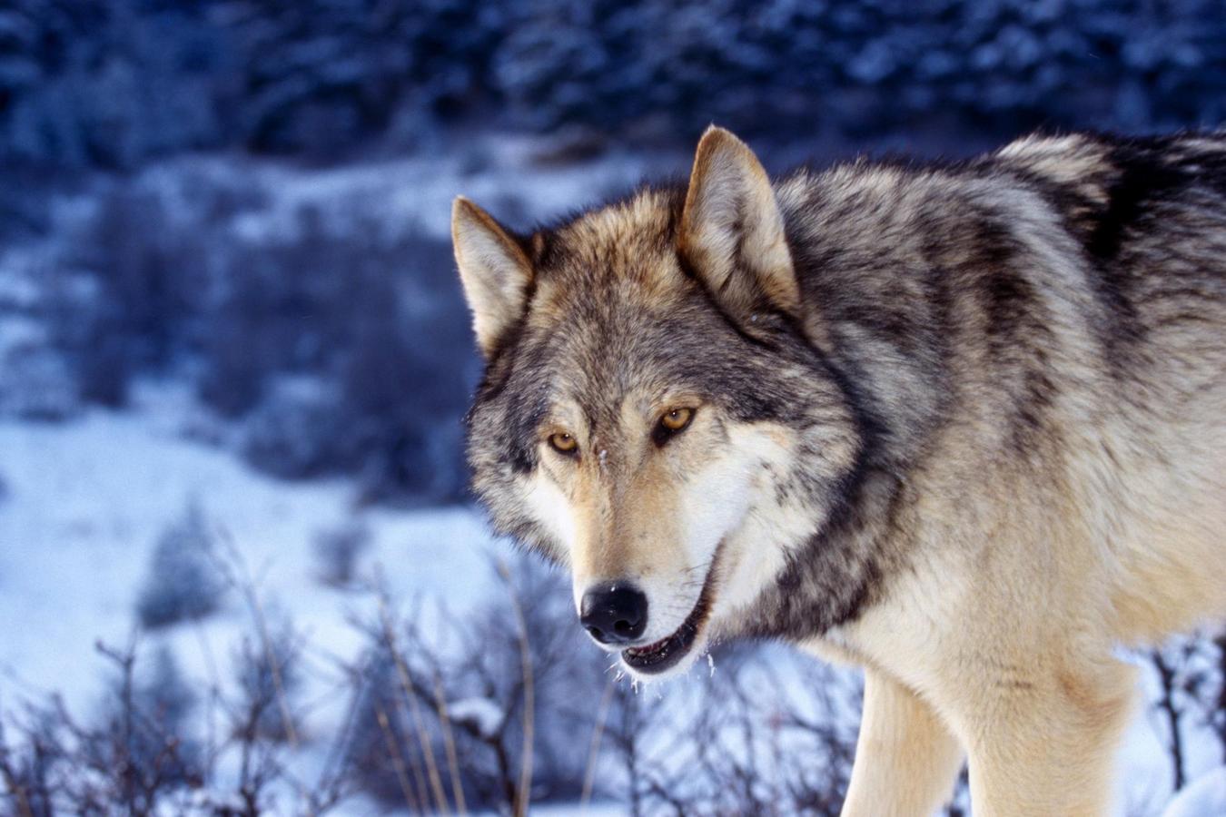 desktop silver wolf pics wallpaper