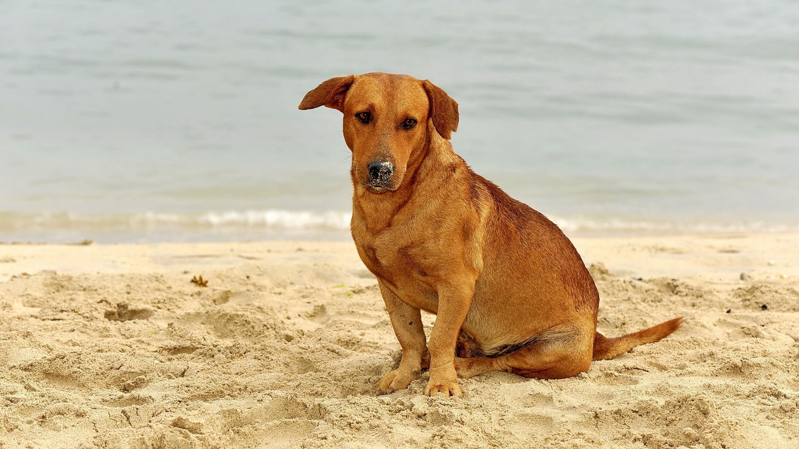 desktop sitting dogs pics dowload
