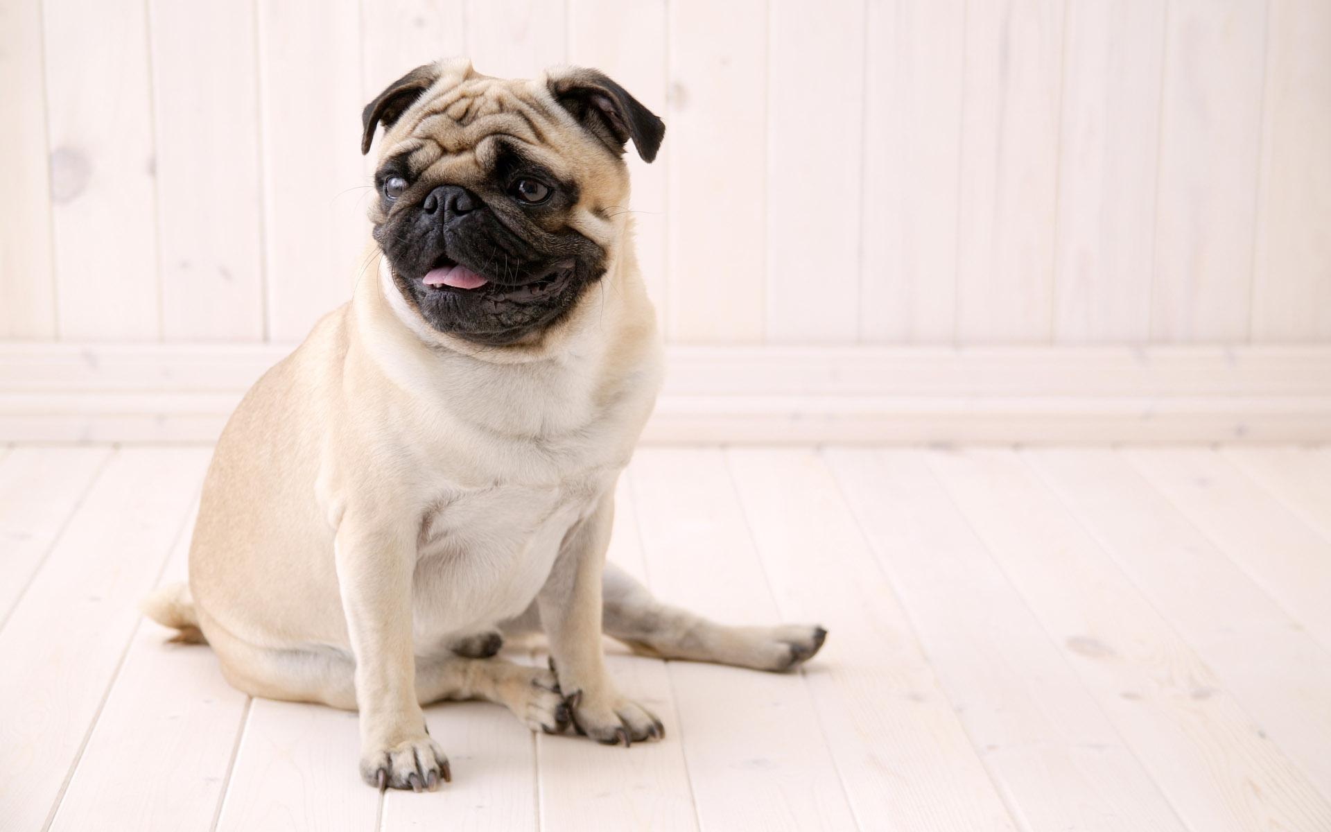 desktop sitting dogs pics wallpaper