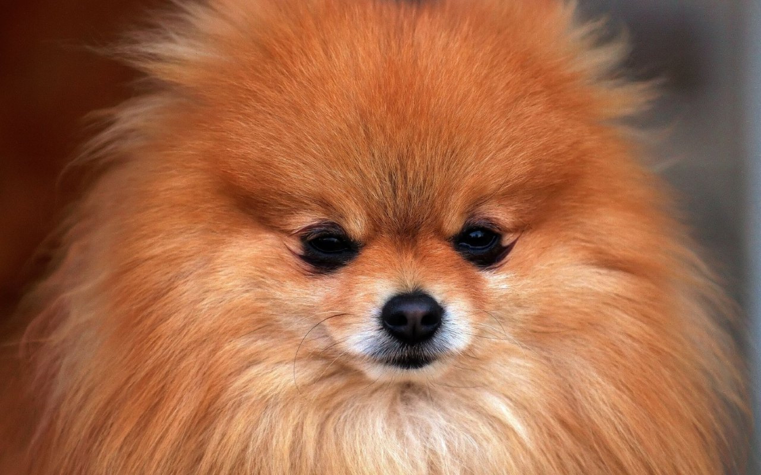 desktop small dog breeds and pics wallpaper