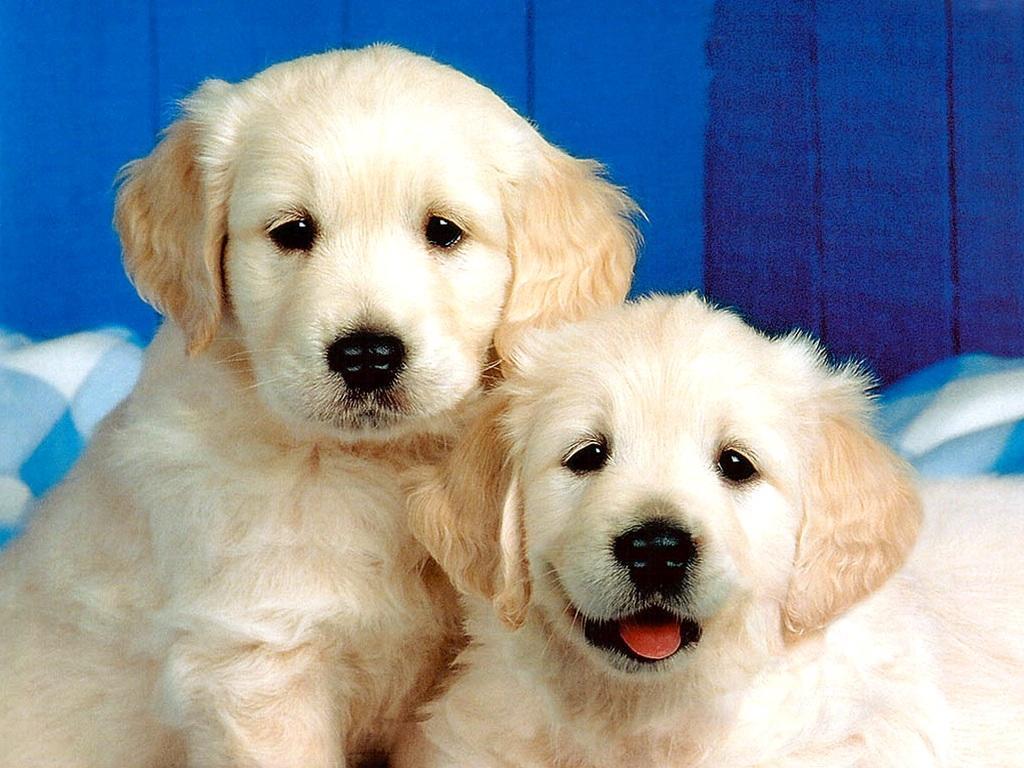 desktop small dog list with pics