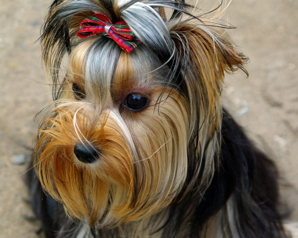 desktop small dog types with pics