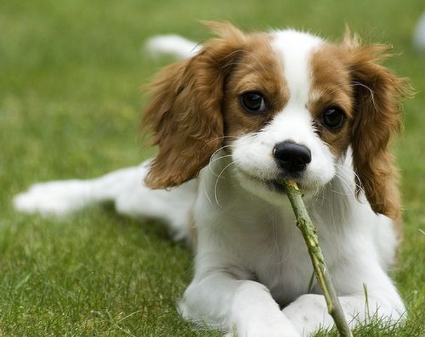 desktop small dogs breeds with pics