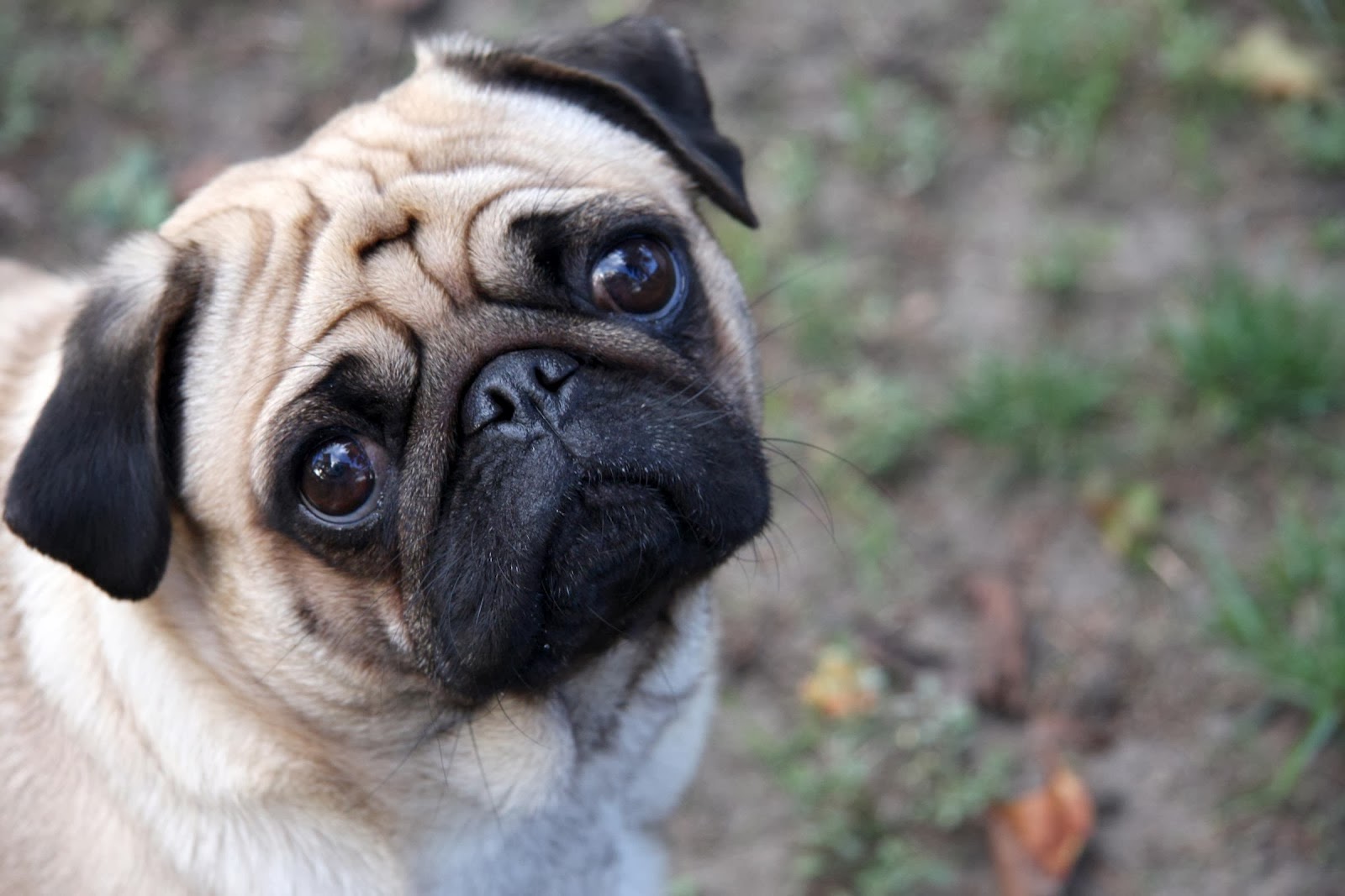 desktop small dogs list and images dowload