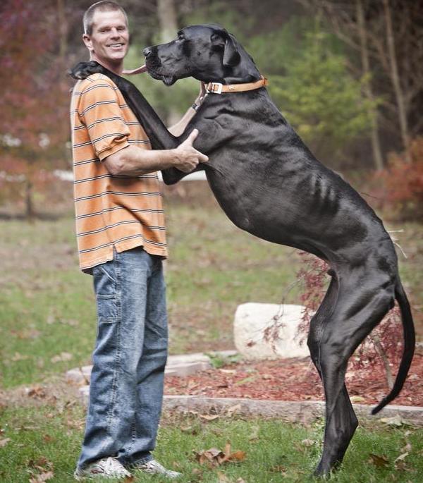 desktop very large dog breeds pics