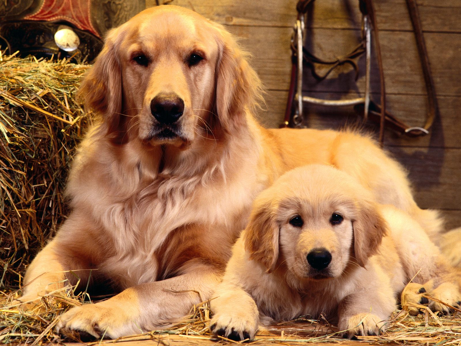 desktop wallpaper dog pics dowload