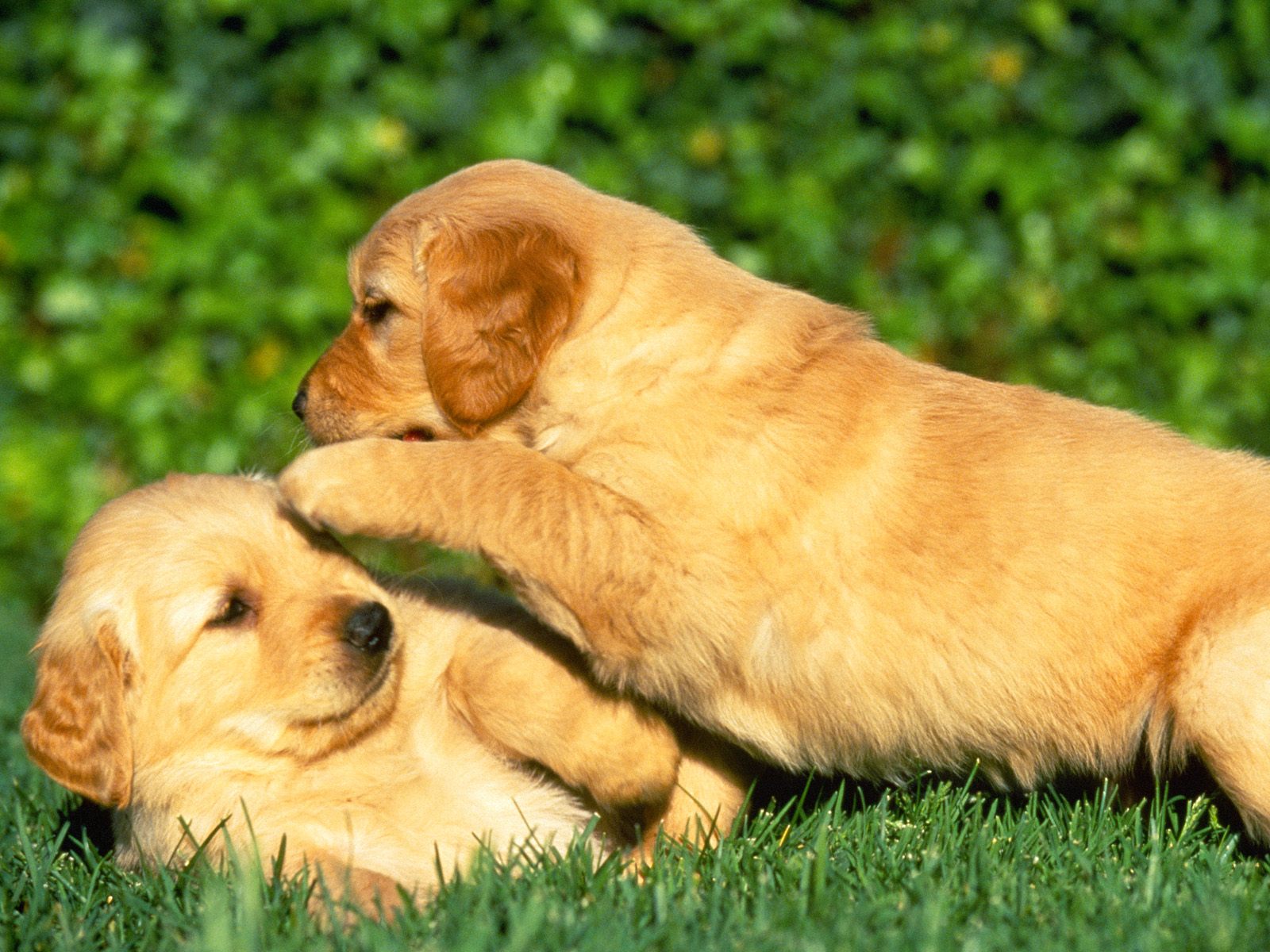 desktop wallpapers puppy dowload