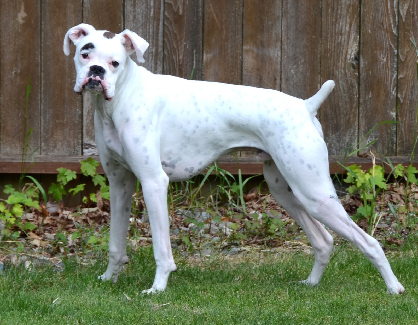 desktop white boxer dog pics