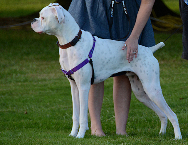 desktop white boxer dogs pics