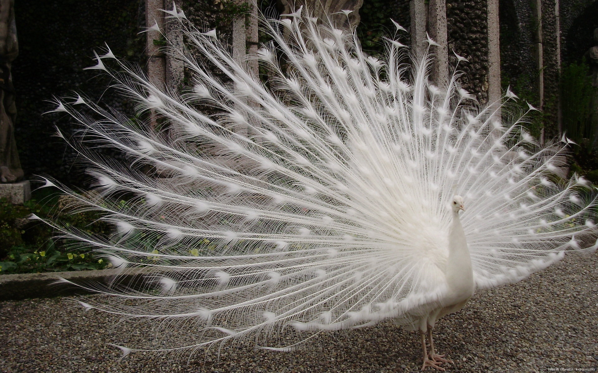 desktop white peacock hd wallpapers dowload