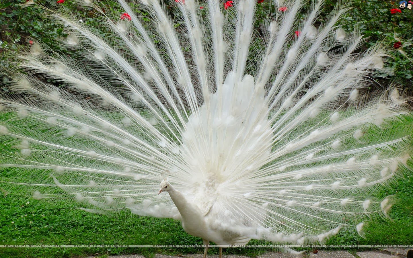 desktop white peacock picture dowload