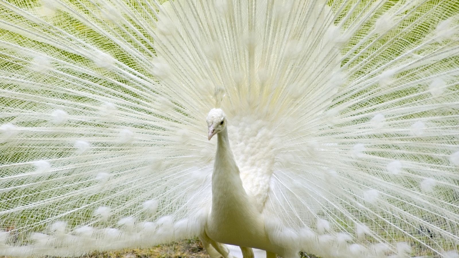 desktop white peacock pictures dowload