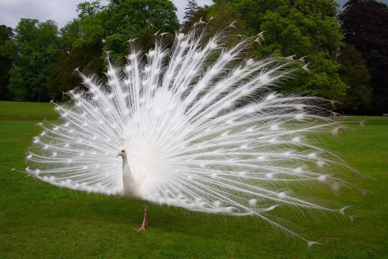 desktop white peacock wallpaper dowload
