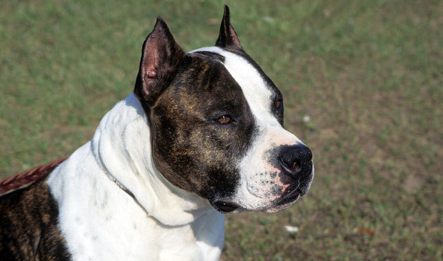 desktop white pitbull dog pics