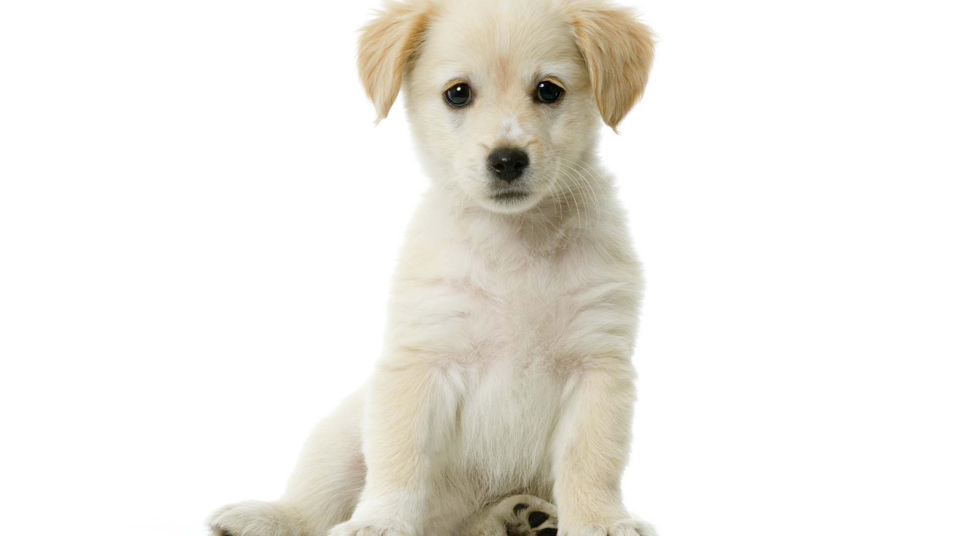 desktop white puppy images dowload