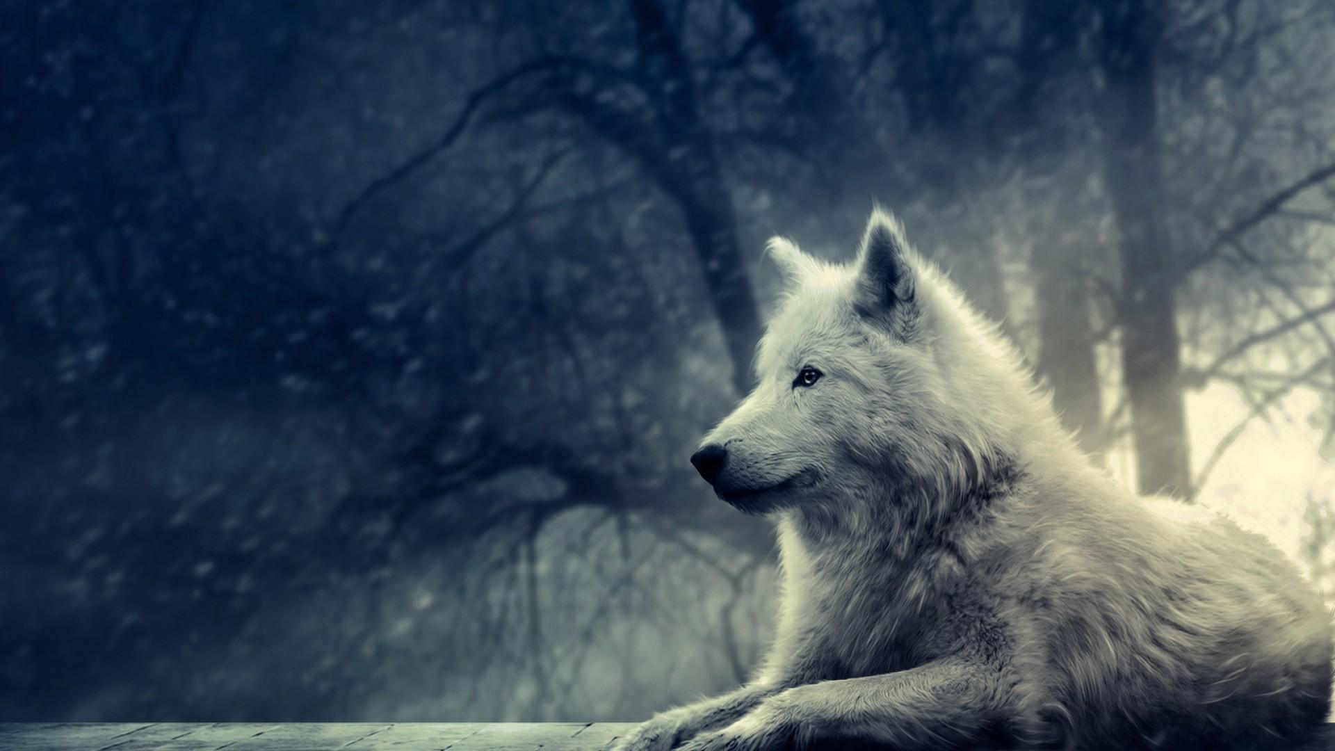 desktop white wolf photos dowload