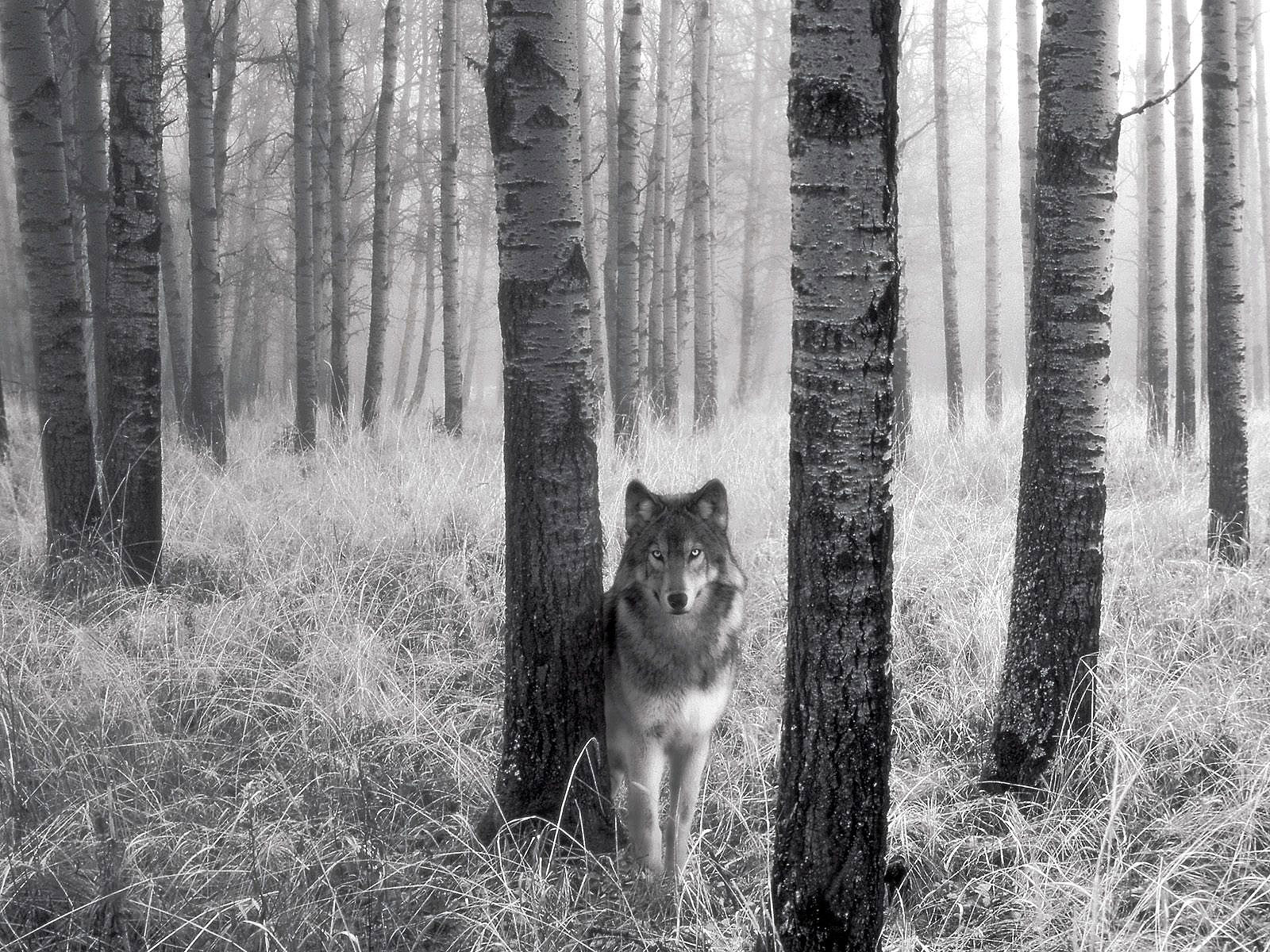 desktop white wolf pics