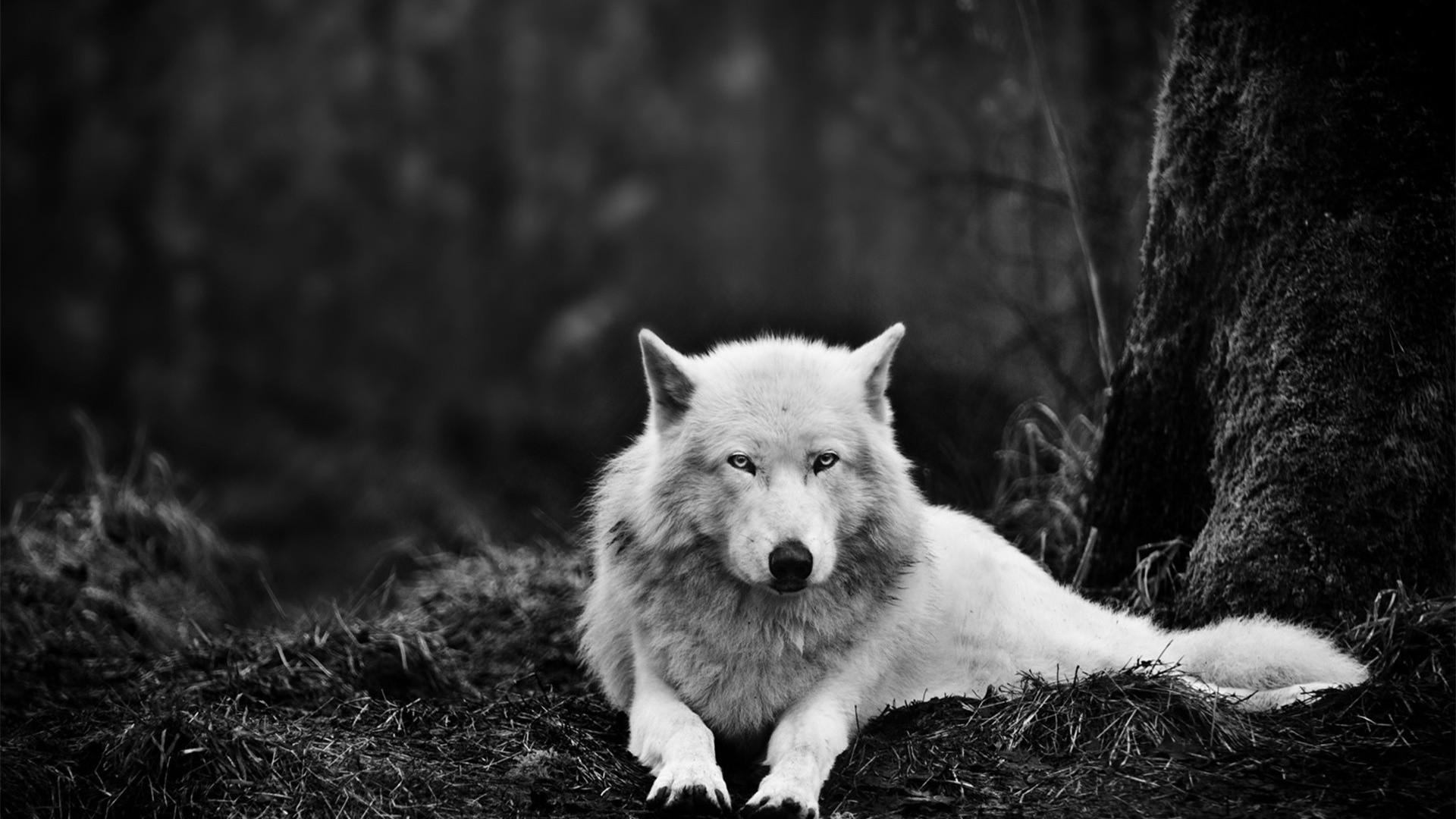 desktop white wolf pictures free
