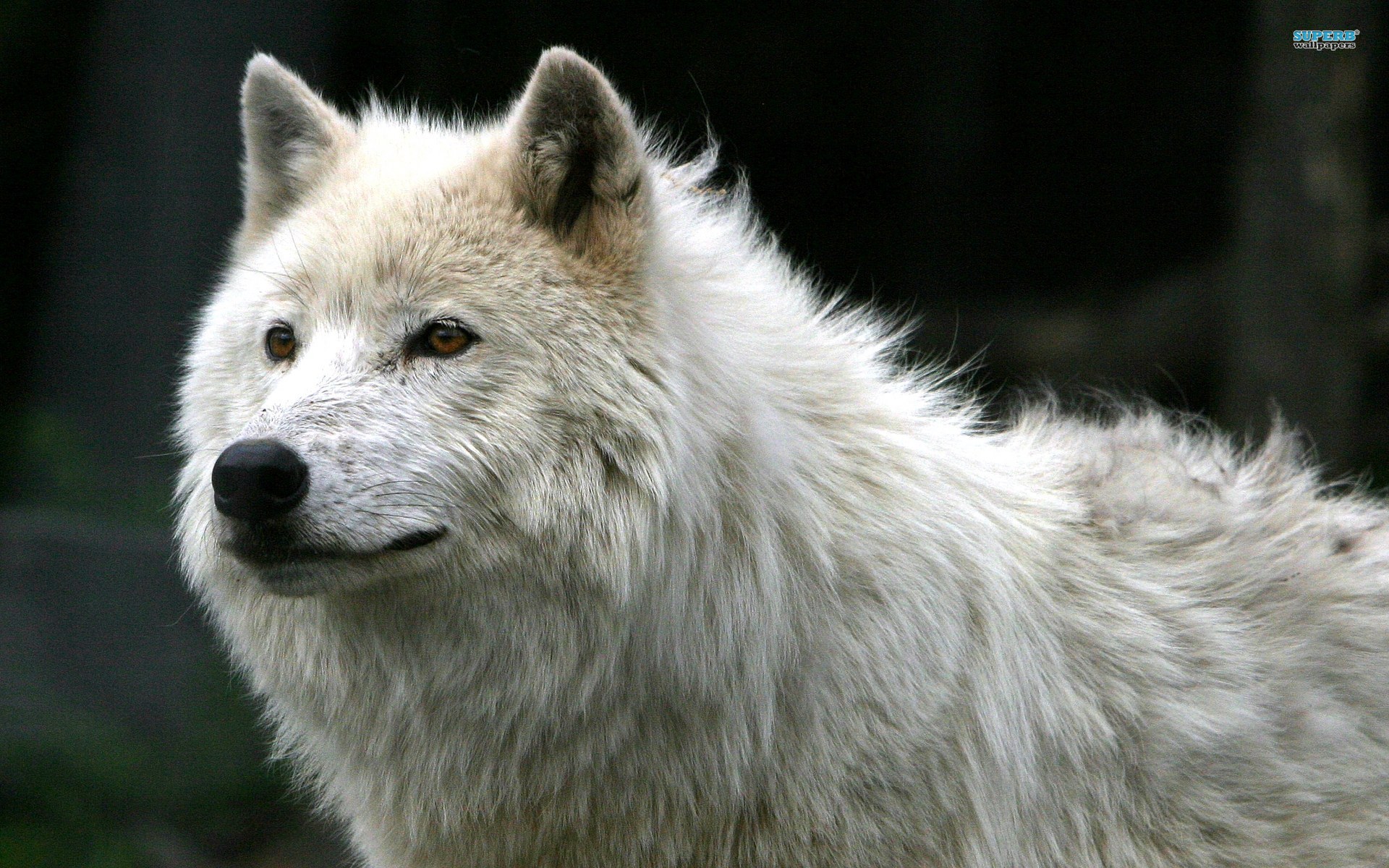 desktop white wolf puppy images dowload