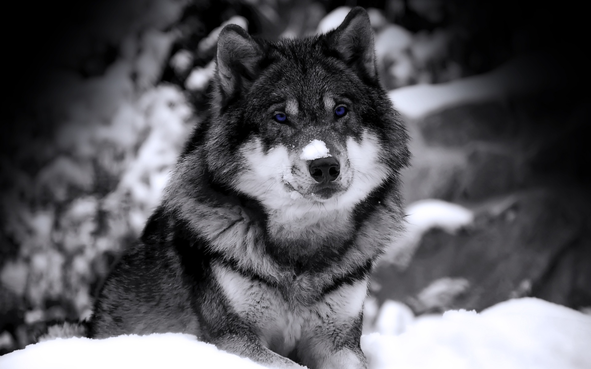 desktop white wolf puppy pics