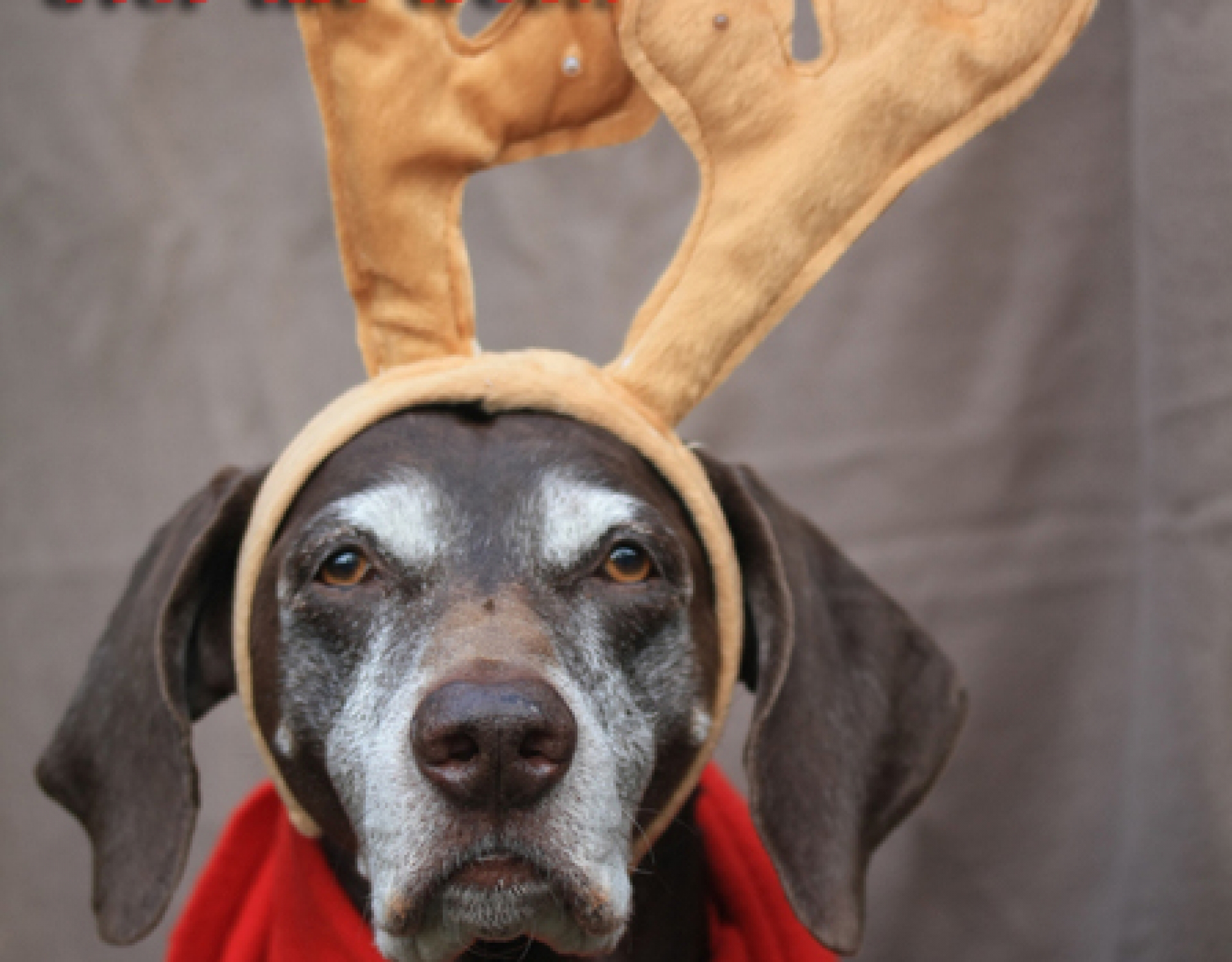 dog christmas images funny dowload