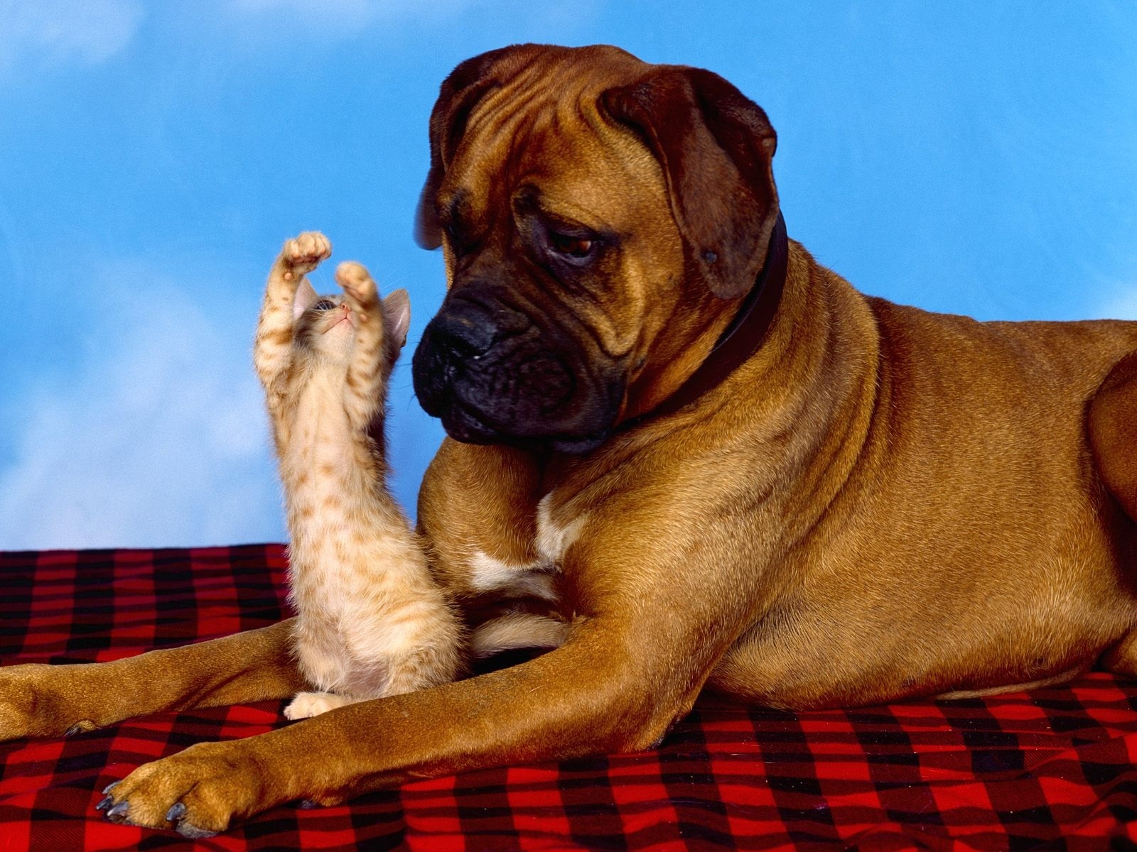 dog images funny captions dowload