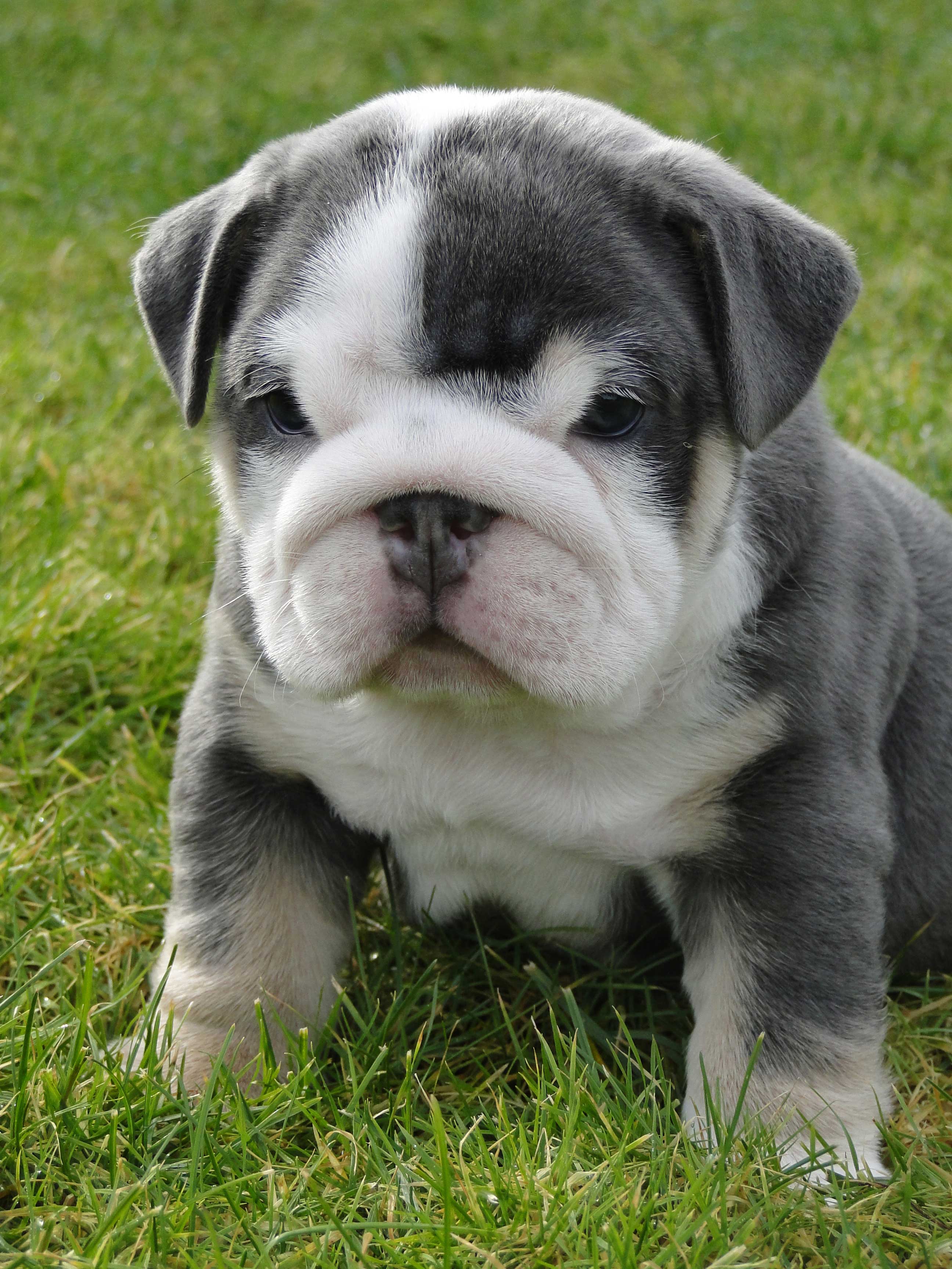 download images of puppies