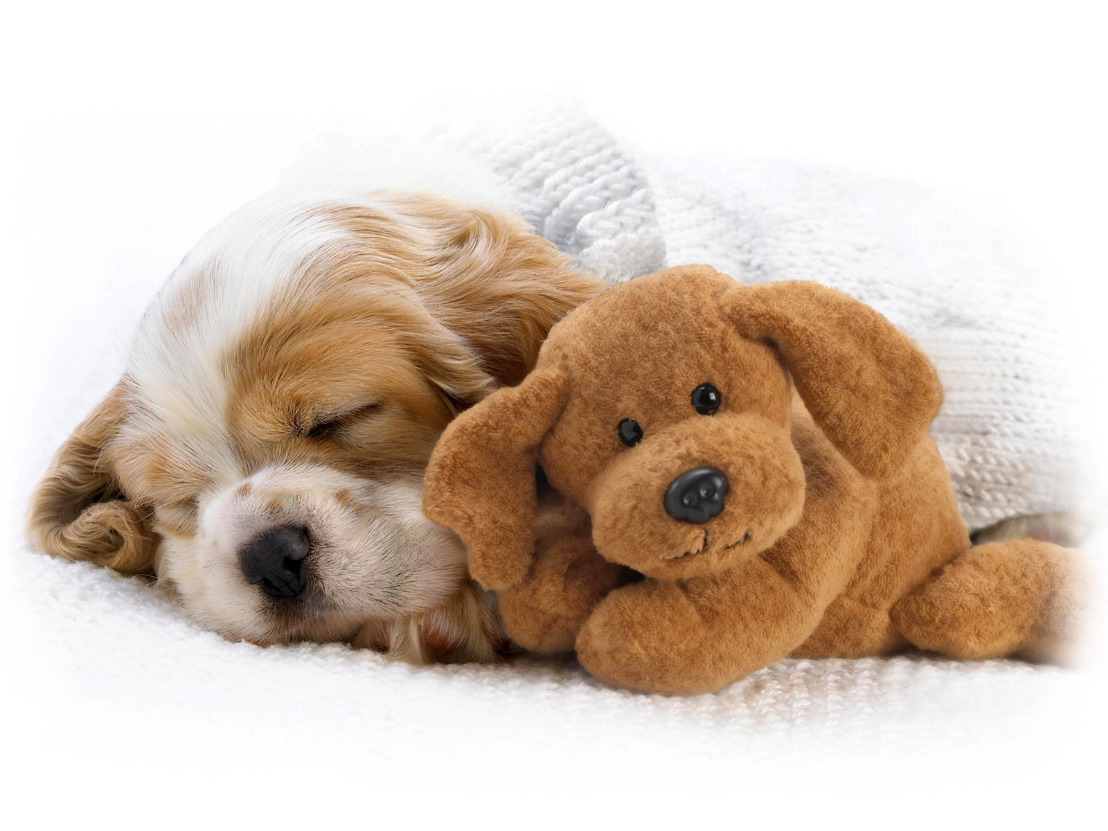 download puppy images